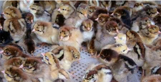 【管家婆】工貿PRO家禽養殖生產企業方案